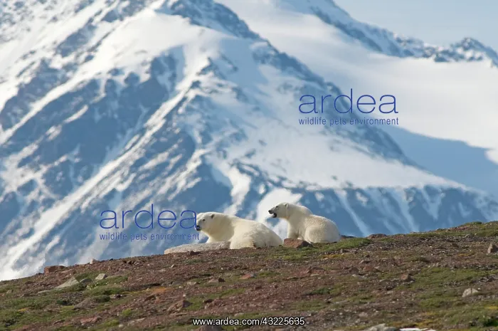 : Norway, Svalbard Archipelago, Spitsbergen : Norway, Svalbard Archipelago, Spitsbergen