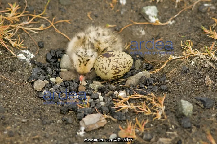 : Norway, Svalbard Archipelago, Spitsbergen : Norway, Svalbard Archipelago, Spitsbergen