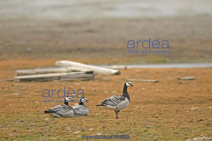 : Norway, Svalbard Archipelago, Spitsbergen : Norway, Svalbard Archipelago, Spitsbergen