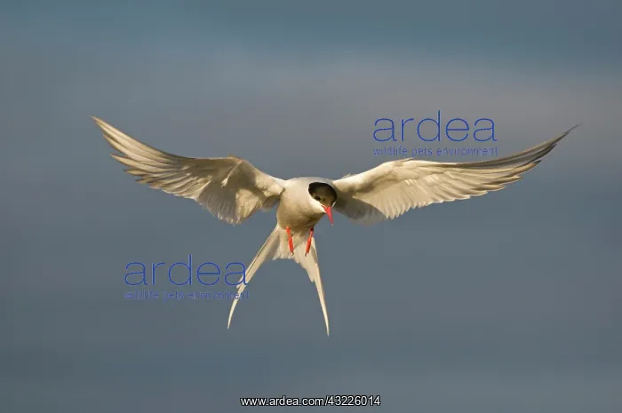 : Norway, Svalbard Archipelago, Spitsbergen : Norway, Svalbard Archipelago, Spitsbergen