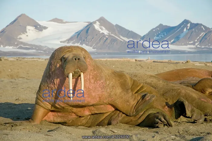 : Norway, Svalbard Archipelago, Spitsbergen : Norway, Svalbard Archipelago, Spitsbergen