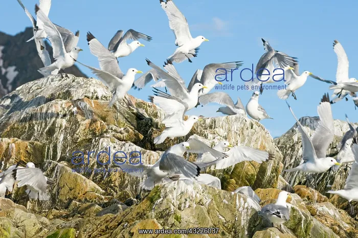 : Norway, Svalbard Archipelago, Spitsbergen : Norway, Svalbard Archipelago, Spitsbergen