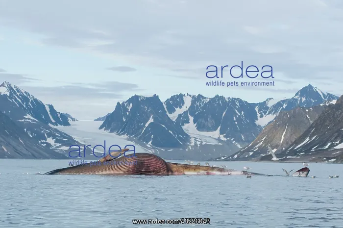 : Norway, Svalbard Archipelago, Spitsbergen : Norway, Svalbard Archipelago, Spitsbergen