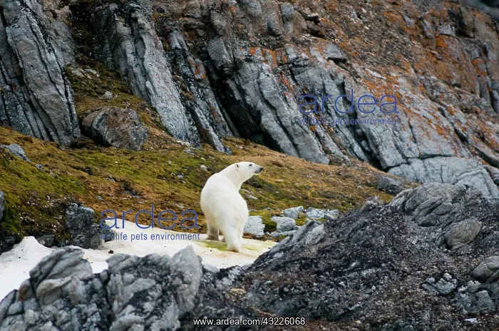 : Norway, Svalbard Archipelago, Spitsbergen : Norway, Svalbard Archipelago, Spitsbergen