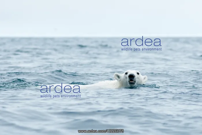 : Norway, Svalbard Archipelago, Spitsbergen : Norway, Svalbard Archipelago, Spitsbergen