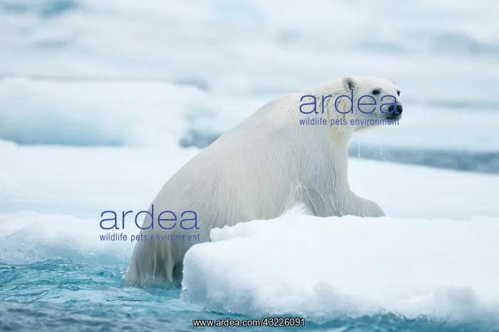 : Norway, Svalbard Archipelago, Spitsbergen : Norway, Svalbard Archipelago, Spitsbergen