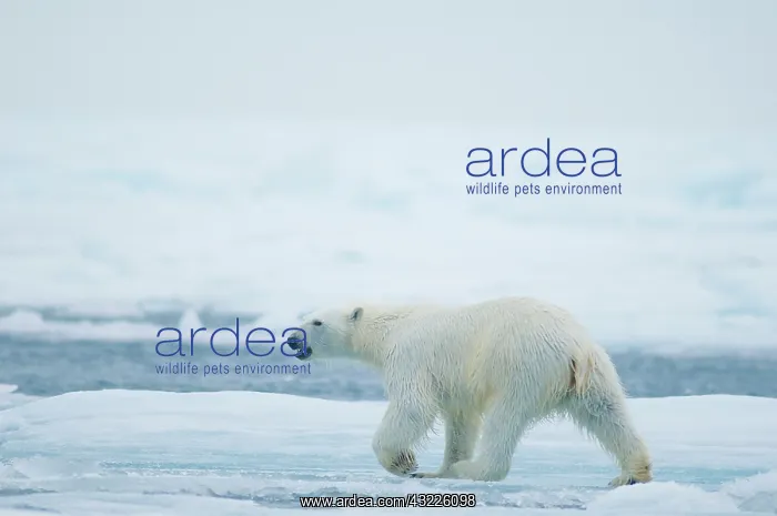 : Norway, Svalbard Archipelago, Spitsbergen : Norway, Svalbard Archipelago, Spitsbergen