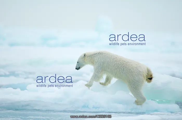 : Norway, Svalbard Archipelago, Spitsbergen : Norway, Svalbard Archipelago, Spitsbergen
