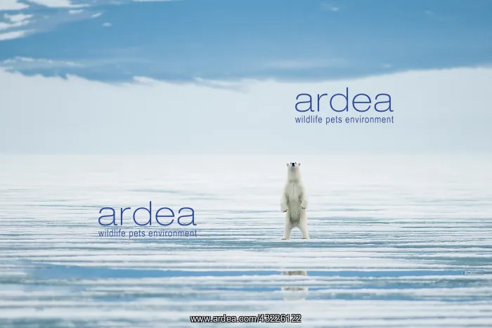: Norway, Svalbard Archipelago, Spitsbergen : Norway, Svalbard Archipelago, Spitsbergen