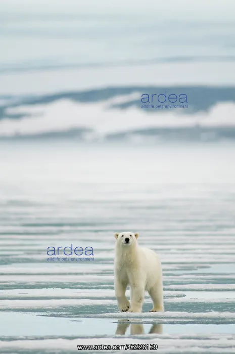 : Norway, Svalbard Archipelago, Spitsbergen : Norway, Svalbard Archipelago, Spitsbergen