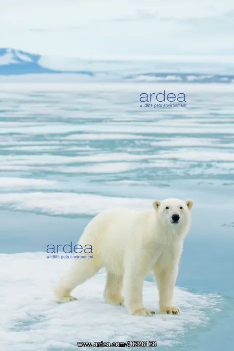: Norway, Svalbard Archipelago, Spitsbergen : Norway, Svalbard Archipelago, Spitsbergen