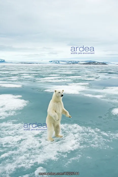 : Norway, Svalbard Archipelago, Spitsbergen : Norway, Svalbard Archipelago, Spitsbergen