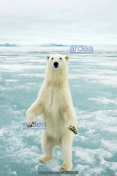 : Norway, Svalbard Archipelago, Spitsbergen : Norway, Svalbard Archipelago, Spitsbergen