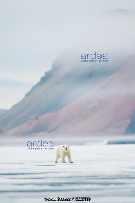 : Norway, Svalbard Archipelago, Spitsbergen : Norway, Svalbard Archipelago, Spitsbergen