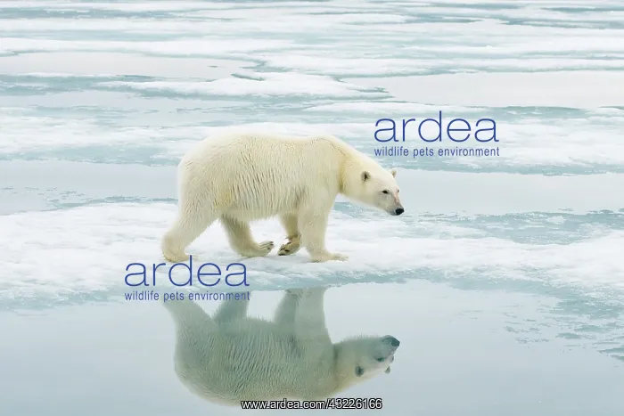 : Norway, Svalbard Archipelago, Spitsbergen : Norway, Svalbard Archipelago, Spitsbergen