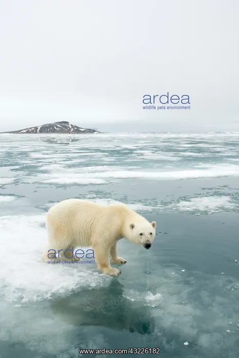 : Norway, Svalbard Archipelago, Spitsbergen : Norway, Svalbard Archipelago, Spitsbergen