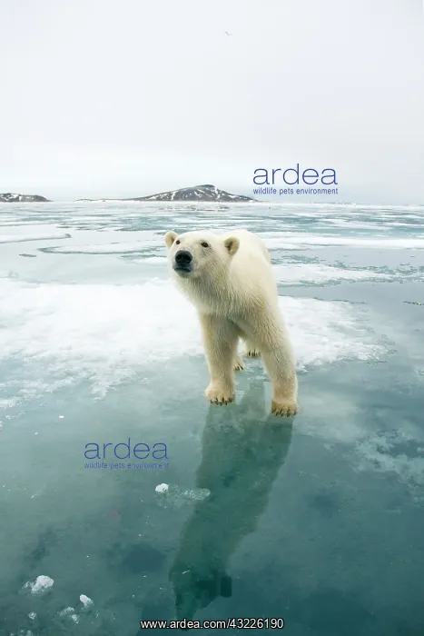 : Norway, Svalbard Archipelago, Spitsbergen : Norway, Svalbard Archipelago, Spitsbergen