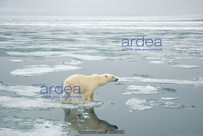 : Norway, Svalbard Archipelago, Spitsbergen : Norway, Svalbard Archipelago, Spitsbergen