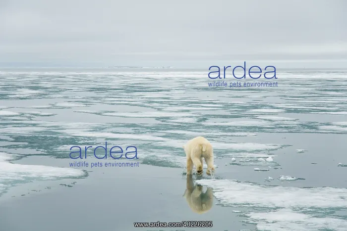 : Norway, Svalbard Archipelago, Spitsbergen : Norway, Svalbard Archipelago, Spitsbergen