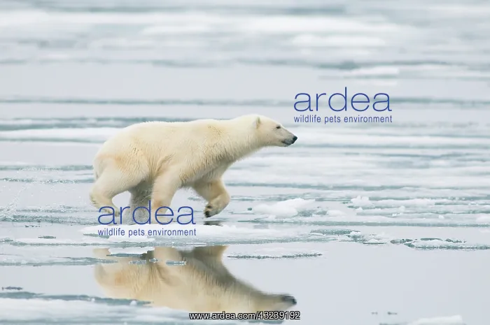  : Norway, Svalbard Archipelago, Spitsbergen