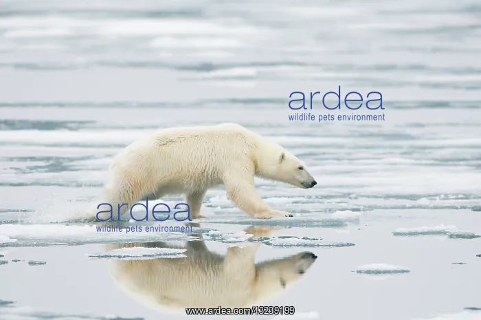 : Norway, Svalbard Archipelago, Spitsbergen : Norway, Svalbard Archipelago, Spitsbergen