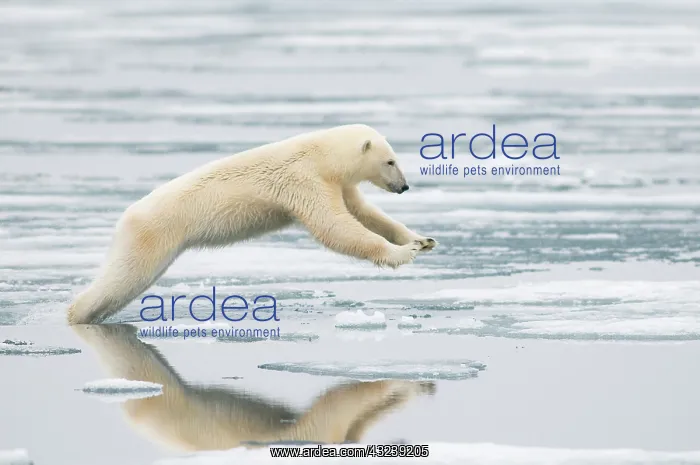 : Norway, Svalbard Archipelago, Spitsbergen : Norway, Svalbard Archipelago, Spitsbergen