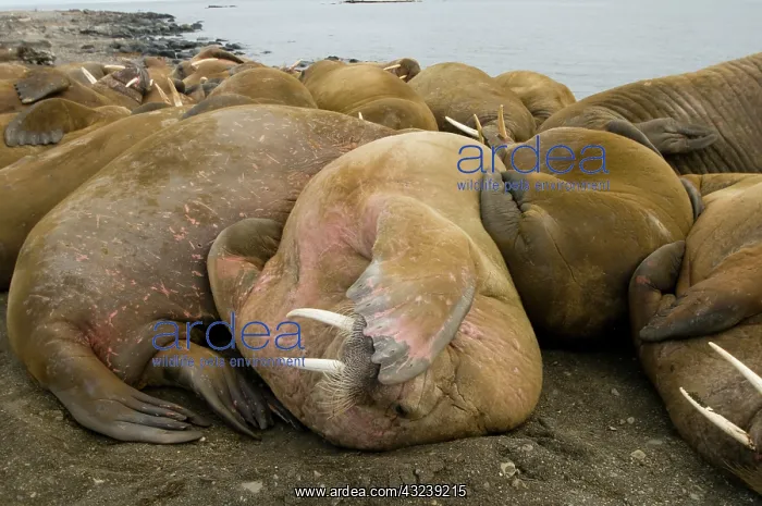 : Norway, Svalbard Archipelago, Spitsbergen : Norway, Svalbard Archipelago, Spitsbergen