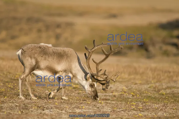 : Norway, Svalbard Archipelago, Spitsbergen : Norway, Svalbard Archipelago, Spitsbergen