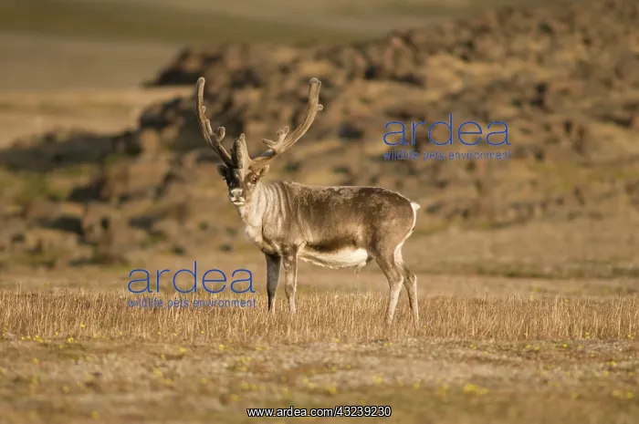 : Norway, Svalbard Archipelago, Spitsbergen : Norway, Svalbard Archipelago, Spitsbergen