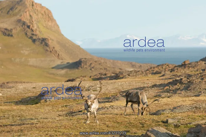 : Norway, Svalbard Archipelago, Spitsbergen : Norway, Svalbard Archipelago, Spitsbergen
