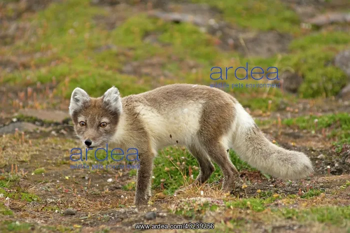 : Norway, Svalbard Archipelago, Spitsbergen : Norway, Svalbard Archipelago, Spitsbergen