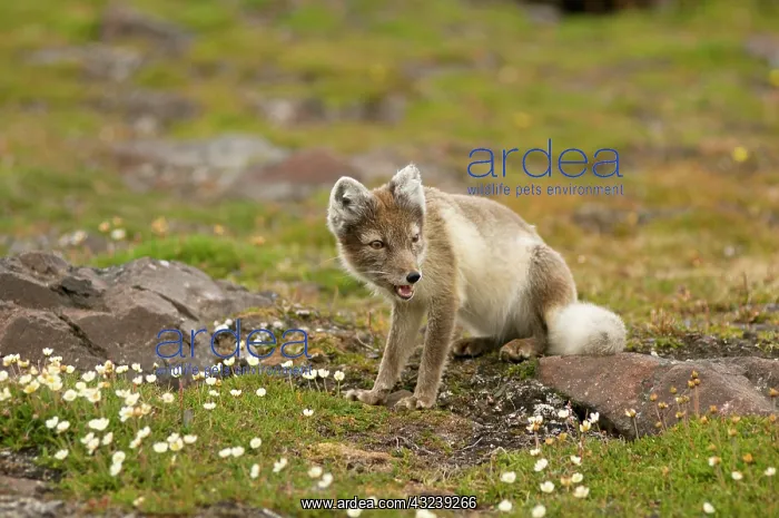 : Norway, Svalbard Archipelago, Spitsbergen : Norway, Svalbard Archipelago, Spitsbergen