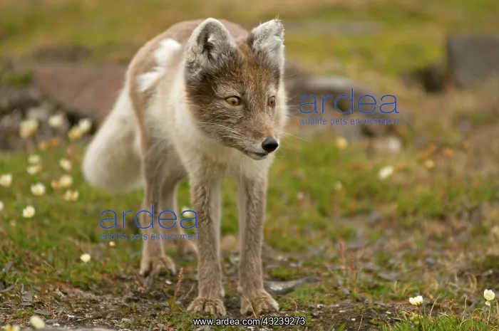 : Norway, Svalbard Archipelago, Spitsbergen : Norway, Svalbard Archipelago, Spitsbergen