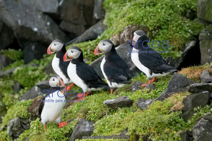  : Norway, Svalbard Archipelago, Spitsbergen