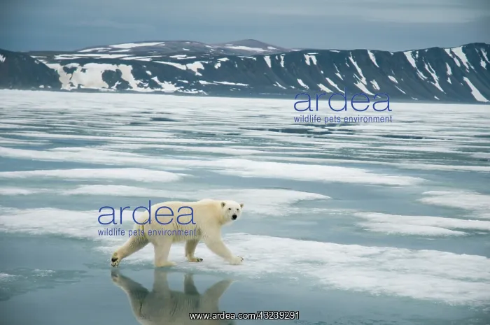 : Norway, Svalbard Archipelago, Spitsbergen : Norway, Svalbard Archipelago, Spitsbergen