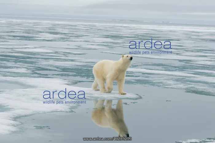 : Norway, Svalbard Archipelago, Spitsbergen