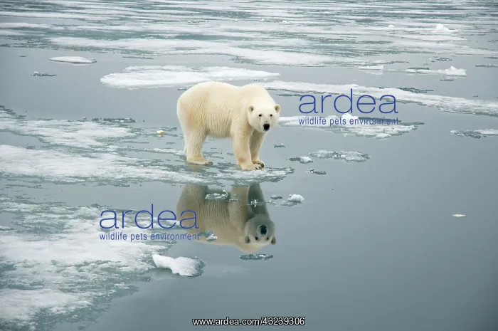 : Norway, Svalbard Archipelago, Spitsbergen : Norway, Svalbard Archipelago, Spitsbergen