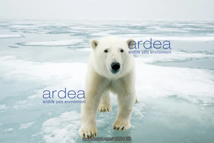 : Norway, Svalbard Archipelago, Spitsbergen : Norway, Svalbard Archipelago, Spitsbergen