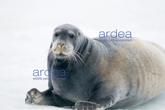 : Norway, Svalbard Archipelago, Spitsbergen : Norway, Svalbard Archipelago, Spitsbergen