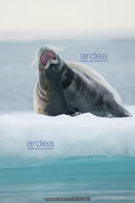 : Norway, Svalbard Archipelago, Spitsbergen : Norway, Svalbard Archipelago, Spitsbergen