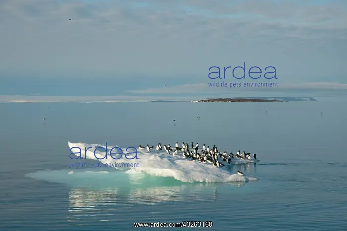 : Norway, Svalbard Archipelago, Spitsbergen : Norway, Svalbard Archipelago, Spitsbergen
