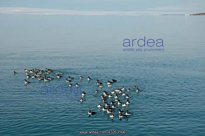 : Norway, Svalbard Archipelago, Spitsbergen : Norway, Svalbard Archipelago, Spitsbergen