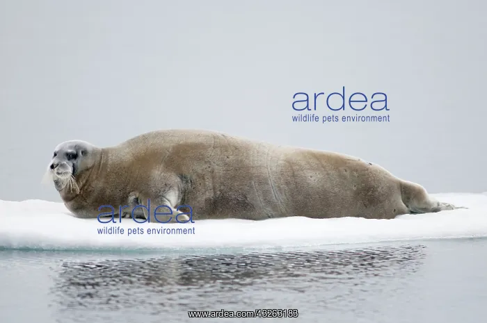 : Norway, Svalbard Archipelago, Spitsbergen : Norway, Svalbard Archipelago, Spitsbergen