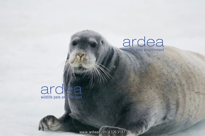 : Norway, Svalbard Archipelago, Spitsbergen : Norway, Svalbard Archipelago, Spitsbergen