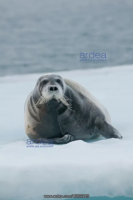 : Norway, Svalbard Archipelago, Spitsbergen : Norway, Svalbard Archipelago, Spitsbergen