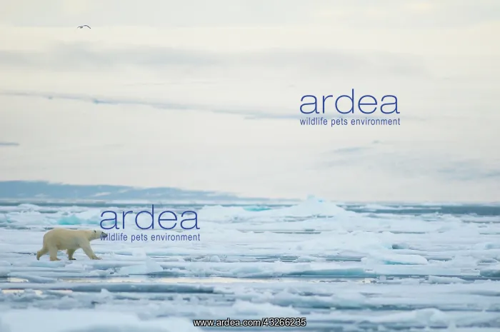 : Norway, Svalbard Archipelago, Spitsbergen : Norway, Svalbard Archipelago, Spitsbergen