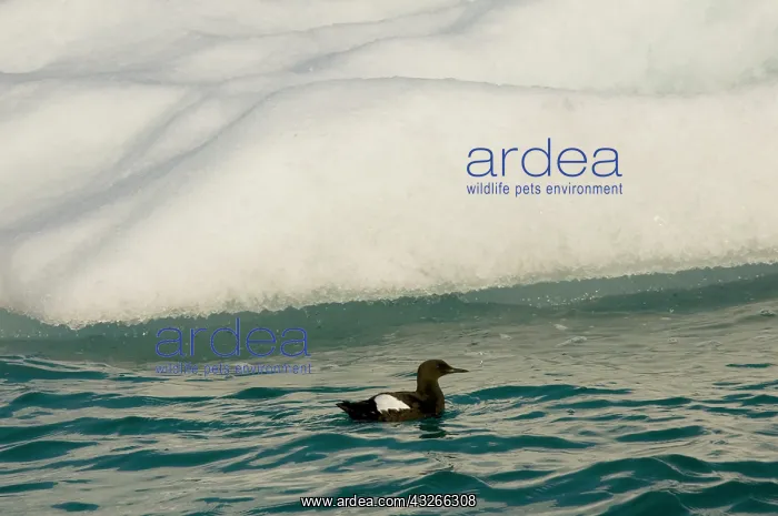 : Norway, Svalbard Archipelago, Spitsbergen : Norway, Svalbard Archipelago, Spitsbergen