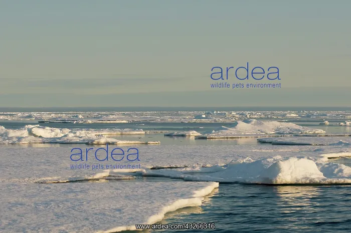 : Norway, Svalbard Archipelago, Spitsbergen : Norway, Svalbard Archipelago, Spitsbergen