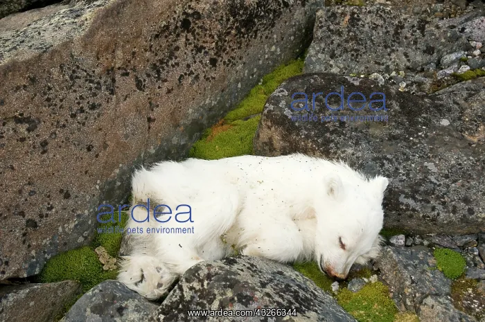 : Norway, Svalbard Archipelago, Spitsbergen : Norway, Svalbard Archipelago, Spitsbergen