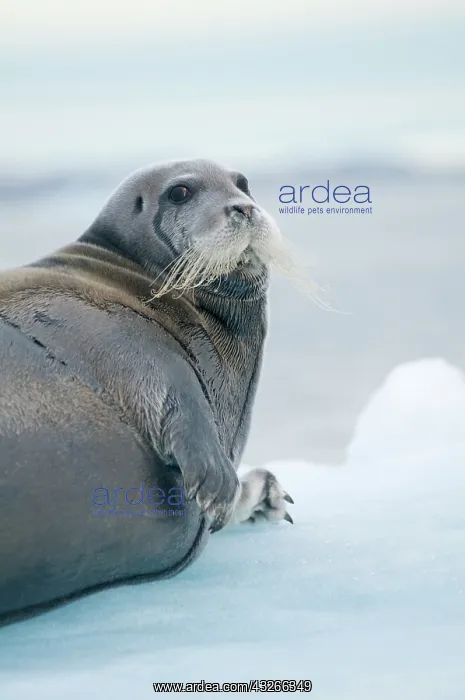: Norway, Svalbard Archipelago, Spitsbergen : Norway, Svalbard Archipelago, Spitsbergen